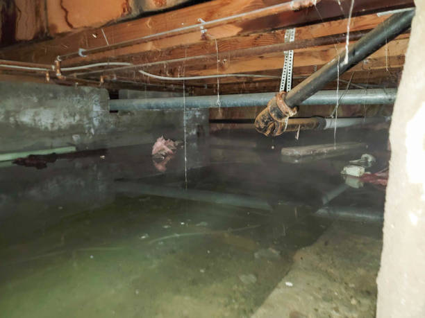 Best Basement water damage restoration  in Waycross, GA